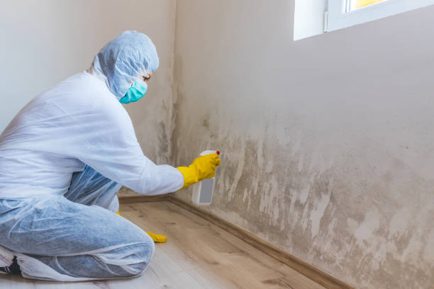 Licensed Mold Inspection service in Richmond, IL - WQB Mold Removal