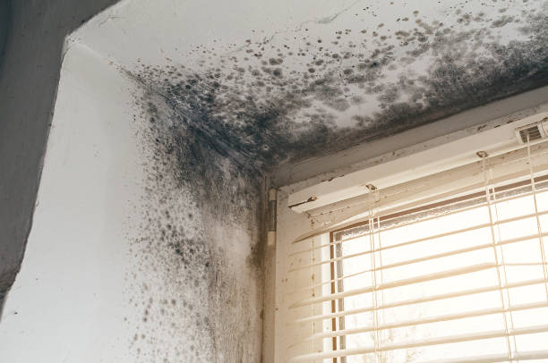 Affordable Mold Inspection solutions in Richmond, IL